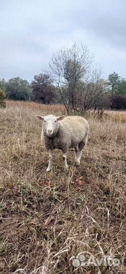 Овцы бараны