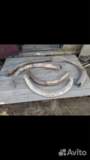 Бивни иамонта