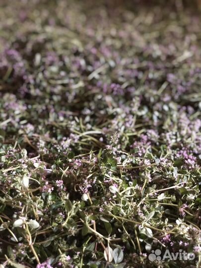 Чабрец сушеный