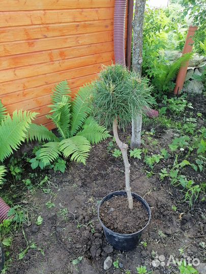 Сосна горная на штамбе