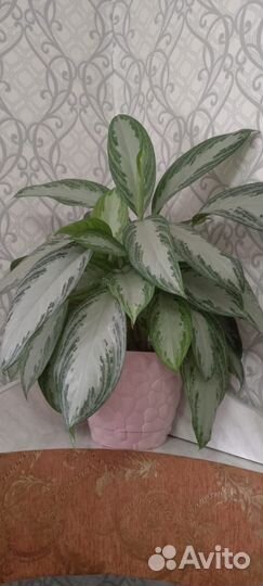 Аглаонема Сильвер Бэй