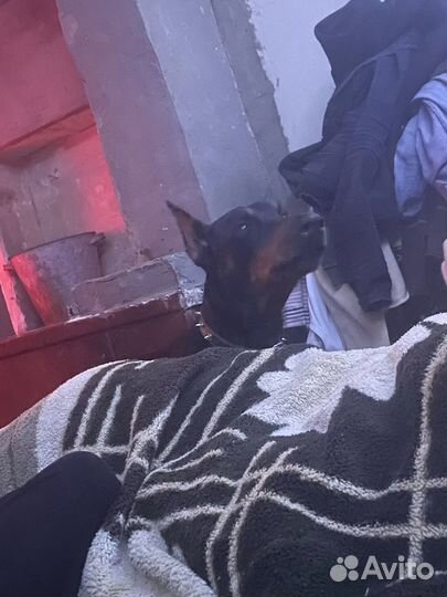 Мини-доберман