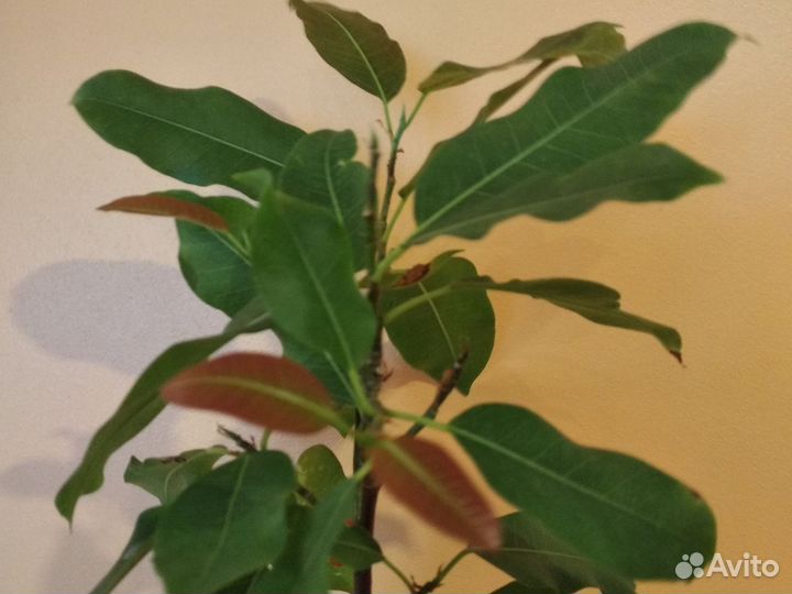 Фикусы. Суперба компакта