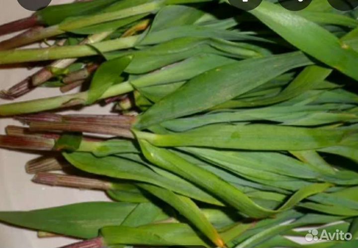 Черемша садовая в наличии, сажать в любое время