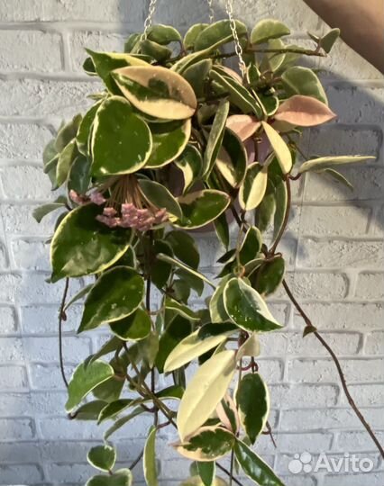 Хойи срез Кентиана,Кримсон,Лиза,Вайети и другие