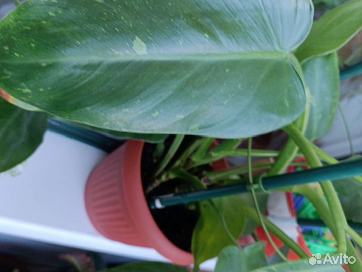 Филодендрон хосе буэно или имбе вайт