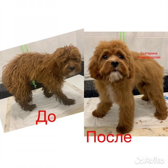 Стрижка маленьких/средних собак. Груминг