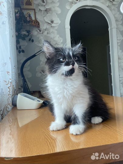 Котенок в добрые руки