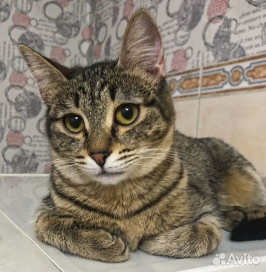 Чуча - стерильная подросток-девочка в дар