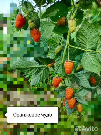 Малина Оранжевое чудо