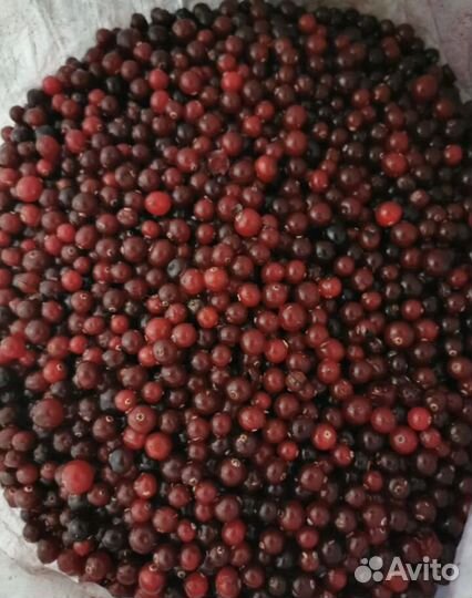 Клюква свежая