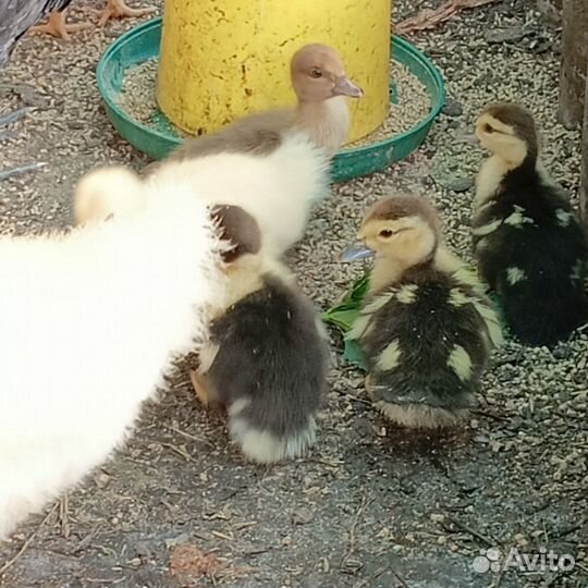 Продам индоутят