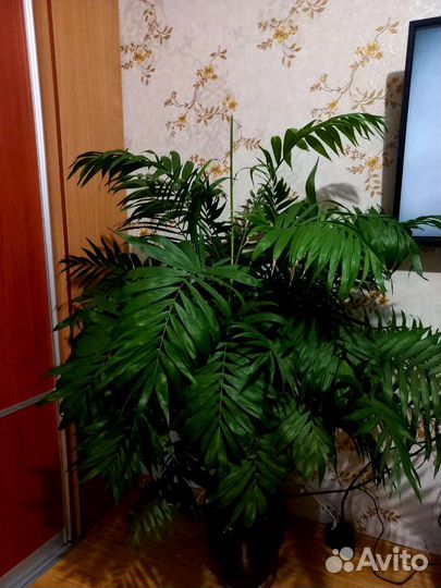 Пальма хамедорея