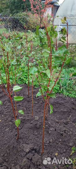 Саженцы персика и абрикосы