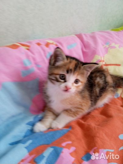 Отдам кошечку в добрые руки