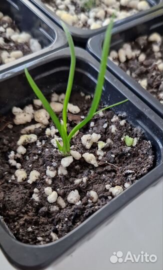 Бокарнея нолина