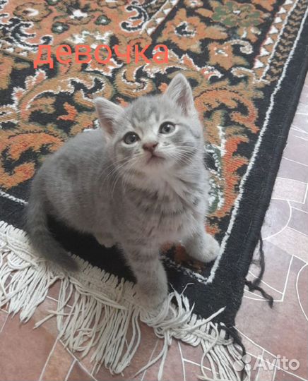 Котята бесплатно