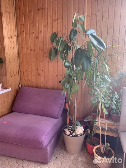 Фикус эластика