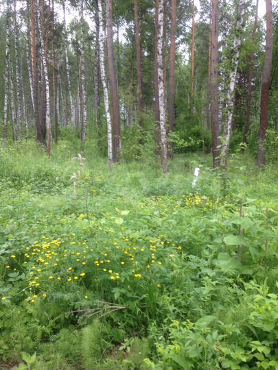 Участок 12 сот. (ИЖС)