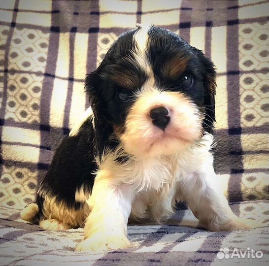 Кавалер кинг чарльз спаниель