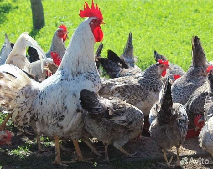 Кучинская, Борковская, Австралорп, Лососевая