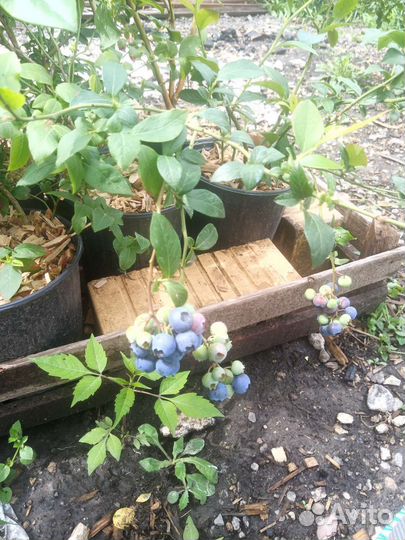 Голубика саженцы