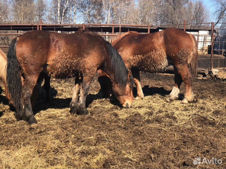 Продам жеребцов Советских тяжеловозов