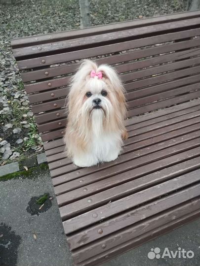 Передержка собак в домашних условиях