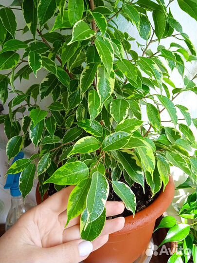 Фикус бенджамина пестролистный