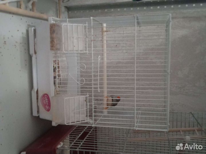 Большие и маленькие клетки для попугаев. Доставка