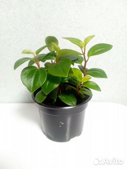 Пеперомия туполистная