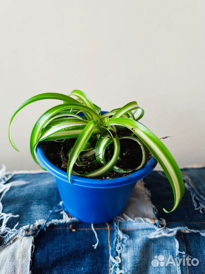 Комнатные цветы