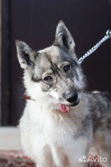 Лайка в дар