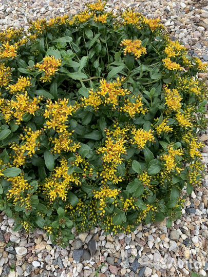 Растения для альп. горок, рокариев