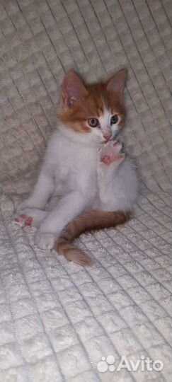 Отдам котят в хорошие руки