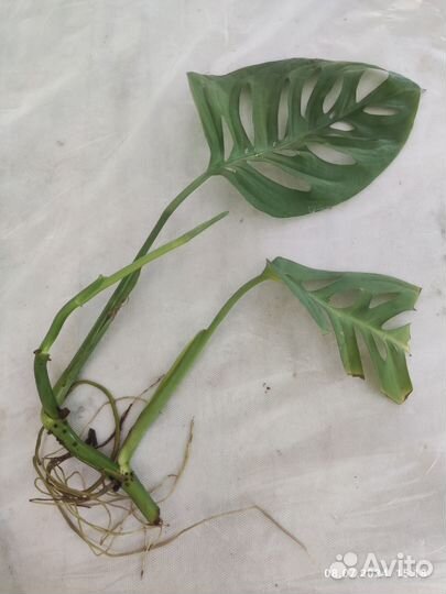 Монстера эскулетто