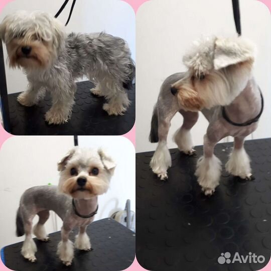 Стрижка собак-Грумер