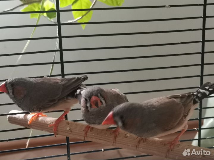 Зебровые амадины