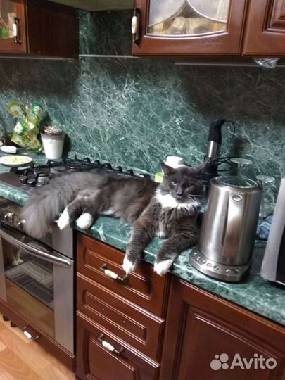 Кот мейн-кун