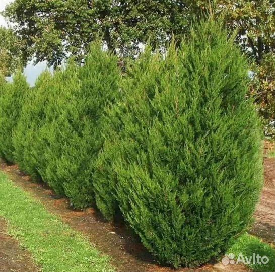 Можжевельник спартан