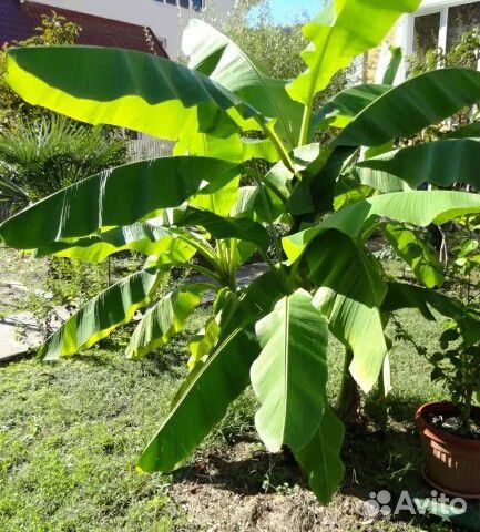 Банановые пальмы