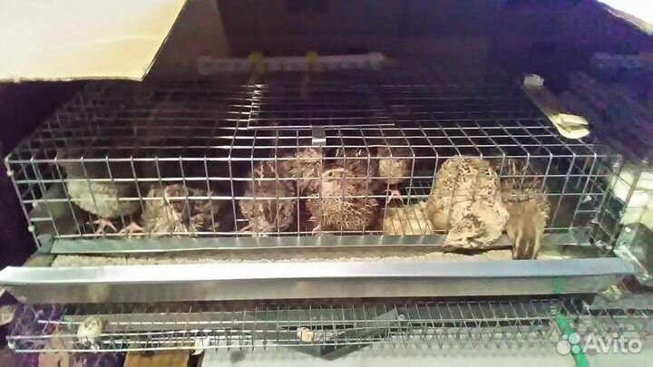 Перепелиная клетка на 10 шт в сборе