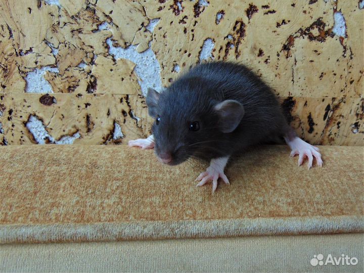 Крысы, крысята - дамбо, стандарт. клетки. гамак