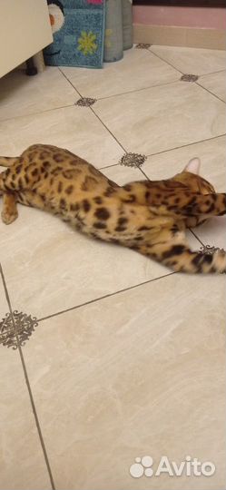 Бенгальский кот для вязки