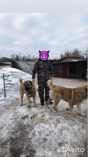 Вязка Алабай