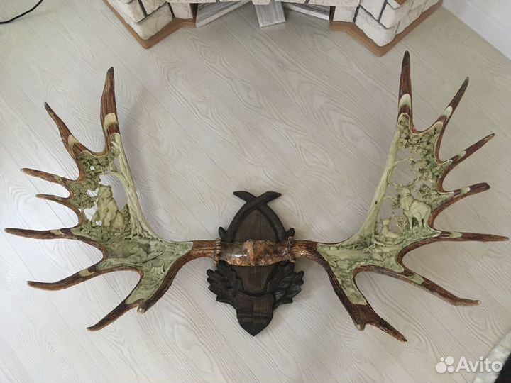 Продам рога лося