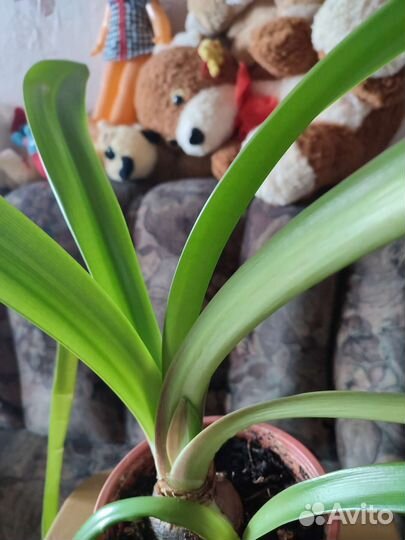 Комнатный цветок. Гиппеаструм