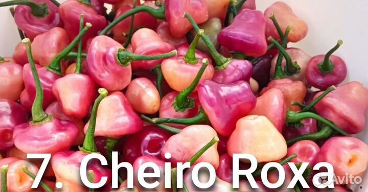 Перец острый, коллекционный, Каролина Рипер