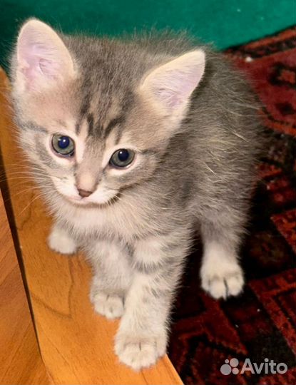 Котята от британской мамы, шерсть плюшевая