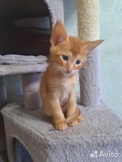 Чаузи ф3 супер кот